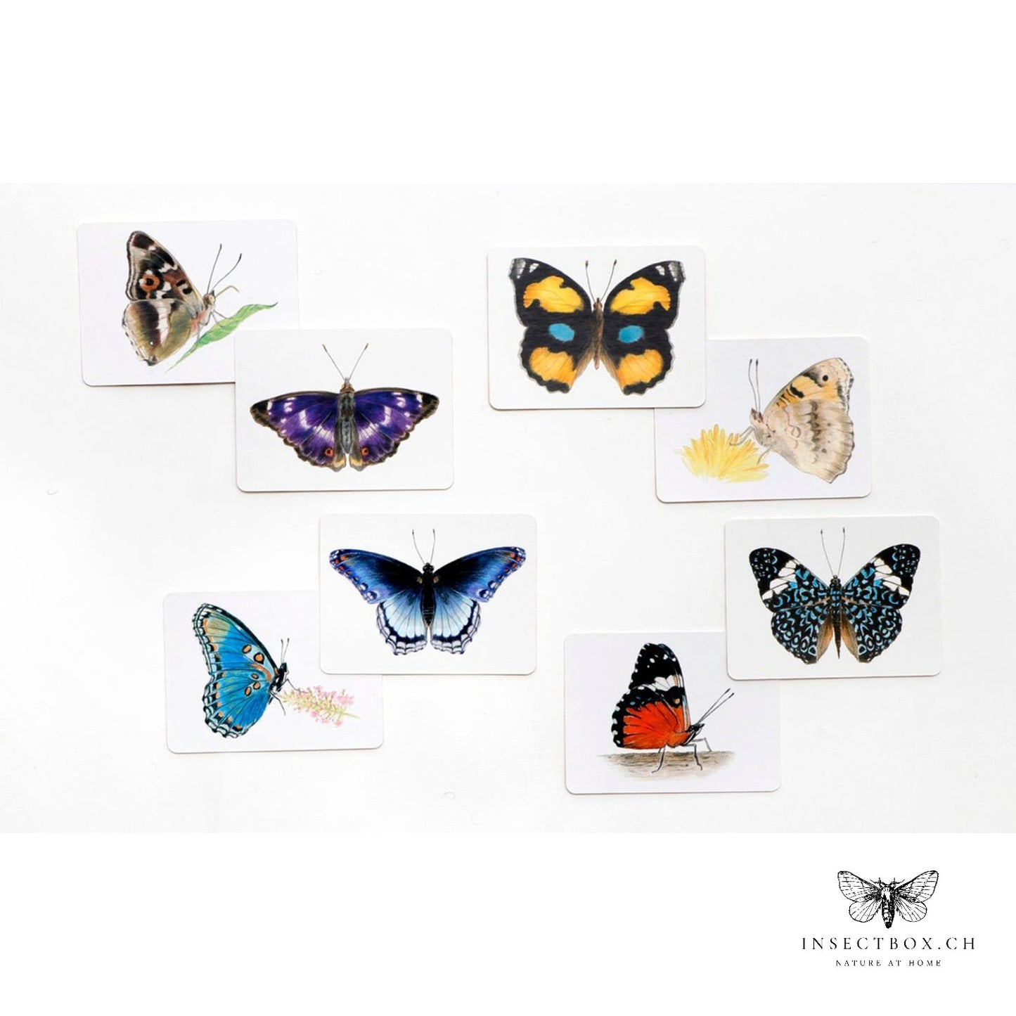 Butterflies and their wings - a memory game - 6 - 88 years.