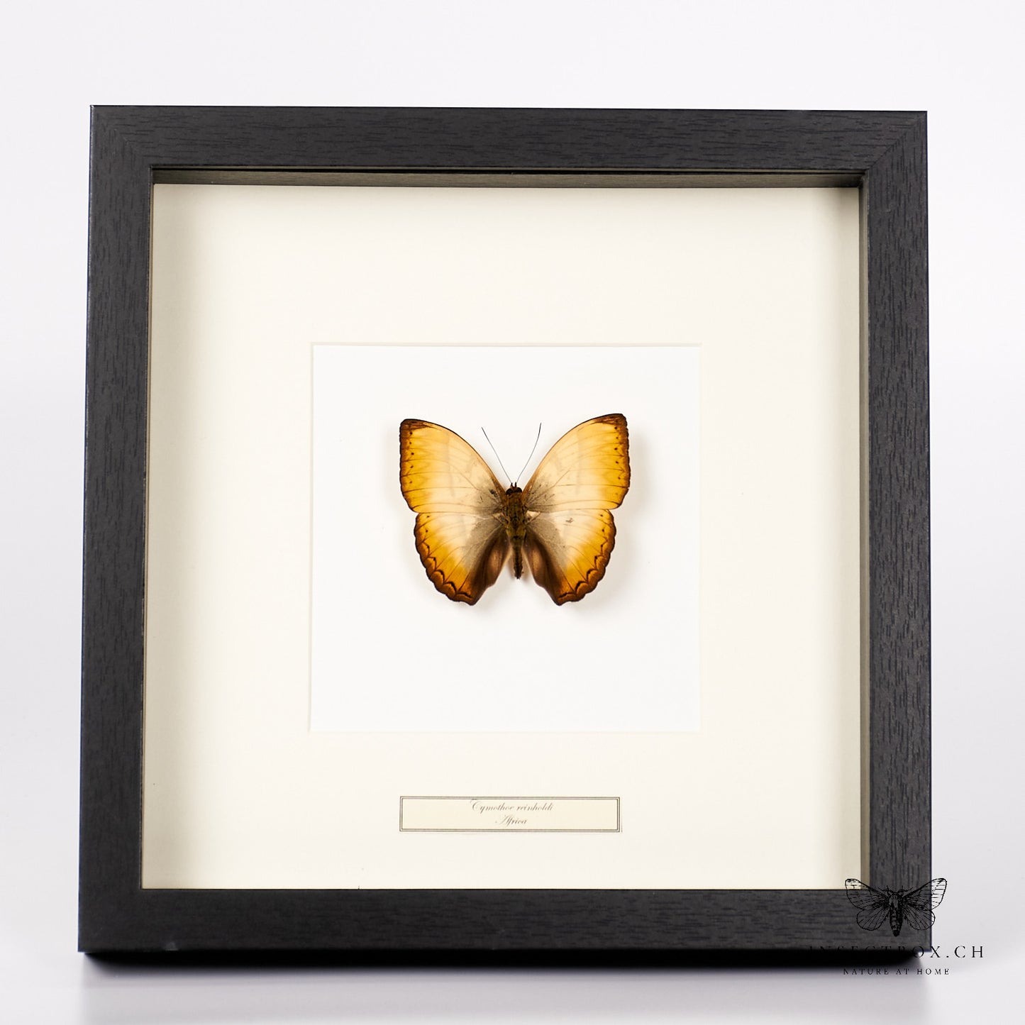 Cymothoe reinholdi Schmetterling