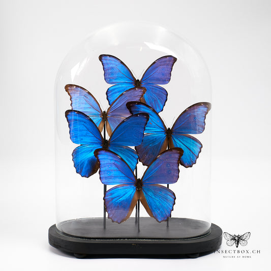 Antique glass bell with dissected butterflies - Morpho didius