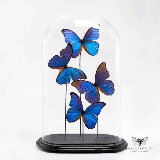 Antique glass bell with prepared butterflies - Morpho didius