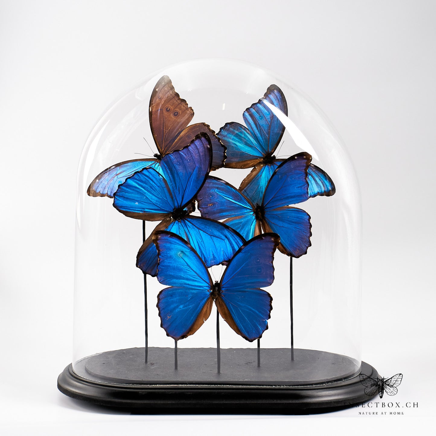 Antique glass bell with prepared butterflies - Morpho didius