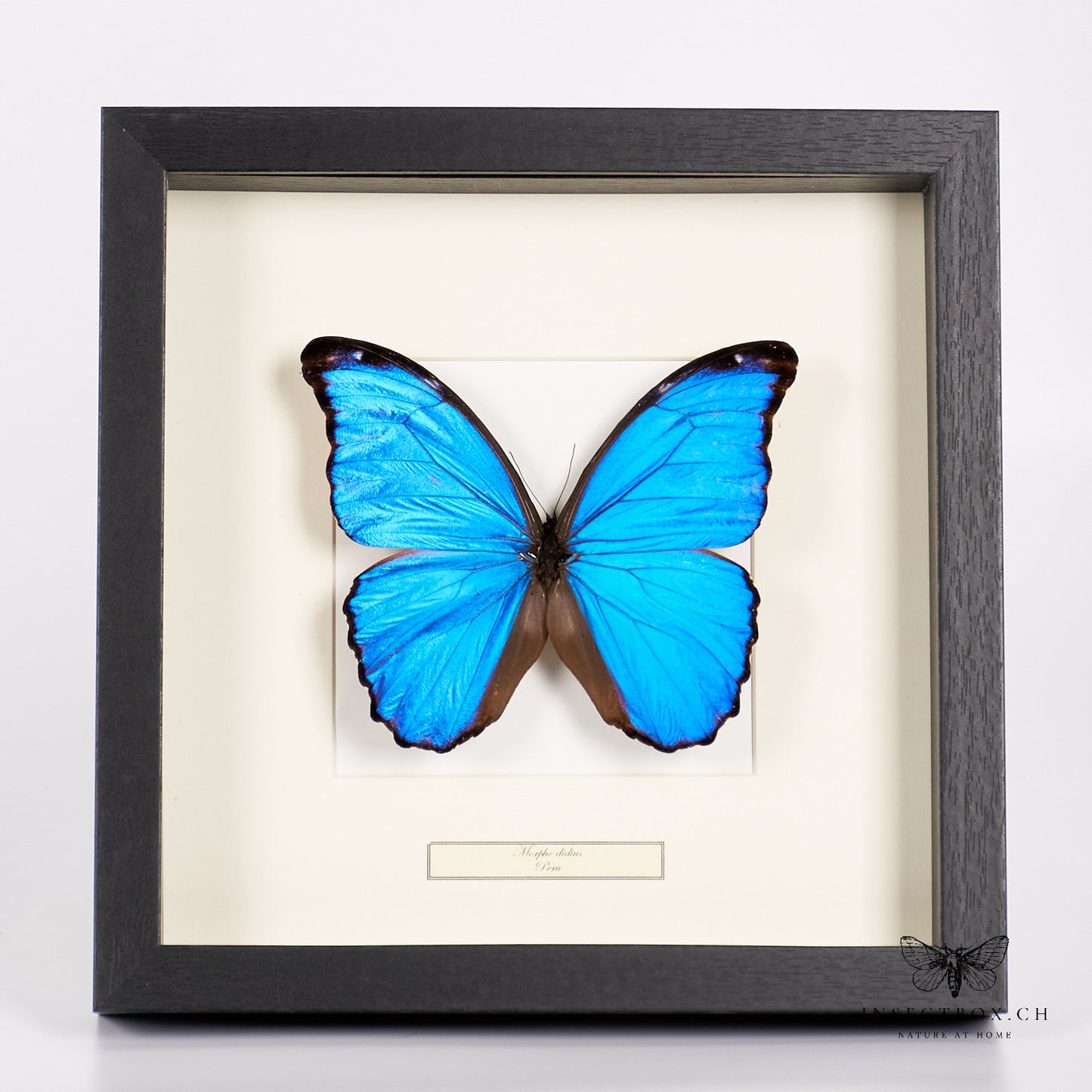 Blue Morpho butterfly - morpho didius