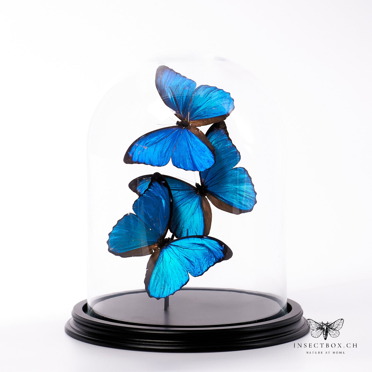 Glass bell with dissected butterflies - Morpho menelaus