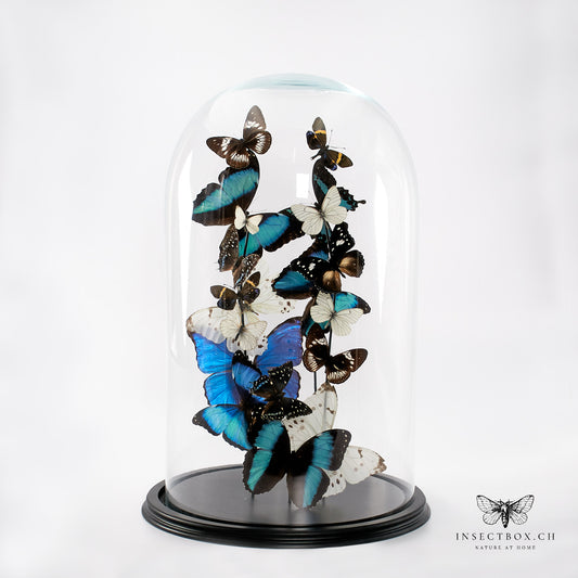 Glass bell with prepared butterflies (blue/white)