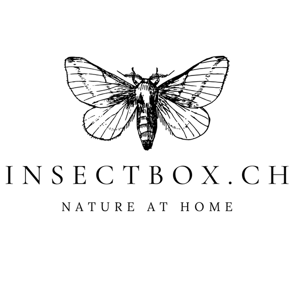 insectbox.ch